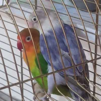 یک جفت طوطی برزیلی