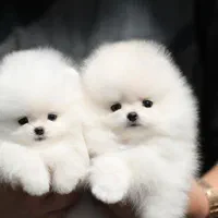 سگ پامرانین خرسی/پامر عروسکی نر و ماده