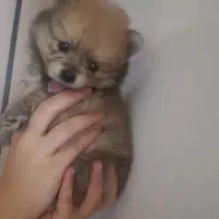 سگ پامر دو سر خرسی