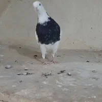 طوقی سیاه ماده