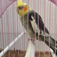 عروس هلندی سخنگو