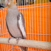 عروس هلندی|پرنده|سیرجان, |دیوار