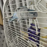 طوطی راهب معاوضه|پرنده|پاکدشت, پاکدشت (مامازند)|دیوار