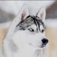 فروش هاسکی درجه یک