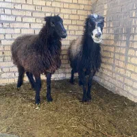 میش و بز و شیشک چاق برای کشتی|حیوانات مزرعه|آباده, |دیوار