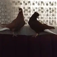 کبوتر دم سفید نر و ماده