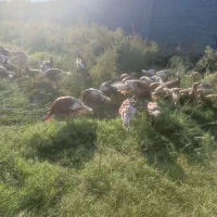 بوقلمون بوربن|حیوانات مزرعه|گرگان, |دیوار