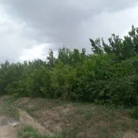 باغ-باانواع-درختان-تنومند