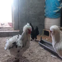 خروس سلطان