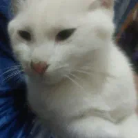 گربه