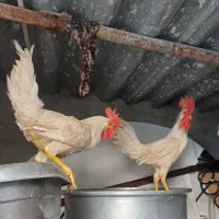 ۲۵۰تومان