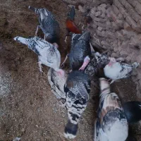 بوقلمون زیر مرغی