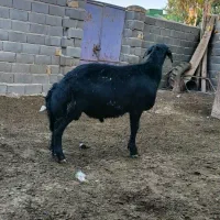 بره قوچ قره قزل