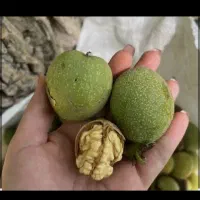 گردو برای تر خوری