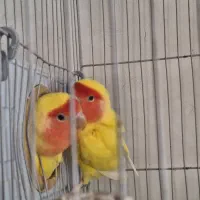 یک جفت کوتوله برزیلی مولد دو جفت عروس هلندی مولد|پرنده|مشهد, طلاب|دیوار