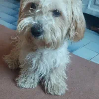 سگ شیتزو|سگ|اردبیل, |دیوار