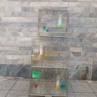 ۳ تا قفس پرنده