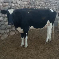 گاو ماده شیری فروشی|حیوانات مزرعه|خاش, |دیوار