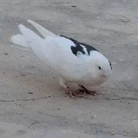 ۵ تا کبوتر تهرونی پرشی