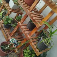 سلام   اسنتد گل جنس روسی