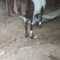 بزغاله پاکستانی