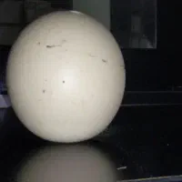 سنگ الماس|جواهرات|بجنورد, |دیوار