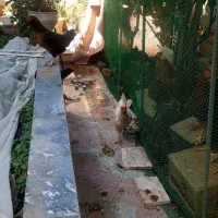 مرغ وخروس