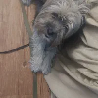 سگ گم شده|حیوانات|صومعهسرا, |دیوار