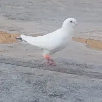 کفتر