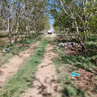 زمین کشاورزی در شوراب صغیر|فروش زمین و ملک کلنگی|شهرکرد, |دیوار