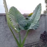 گل باباآدم بزرگ وکوچک