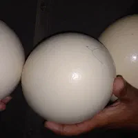 تخم شتر مرغ