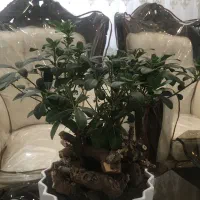 میخک هندی|گل و گیاه طبیعی|مشهد, حجاب (شهرک غرب)|دیوار