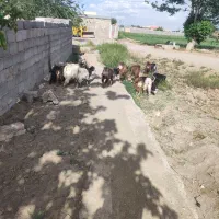 14عدد بزغاله