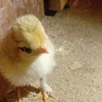 برهما و گلین اصل