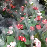 گیاه آنتریوم وبنت قنسول