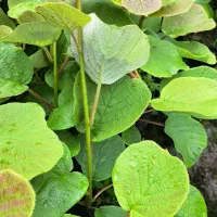 نهال کیوی بزرگ و سرحال