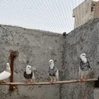 سه جفت طوقی روی جوجه