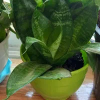 گل سانسوریا|گل و گیاه طبیعی|رشت, توشیبا|دیوار