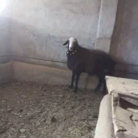 فروش قوچ شال