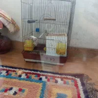 دوتا طوطی برزیلی نر و ماده|پرنده|رشت, کوی مهر|دیوار