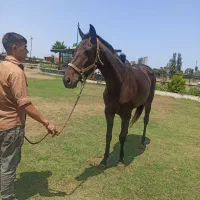 فروش اسب تروبرد