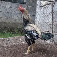 خروس لاری اصیل