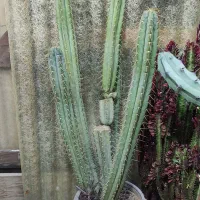 سرئوس ۵ بازو غول