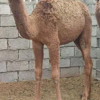 شتر ،هاشی|حیوانات مزرعه|زیرکوه, |دیوار