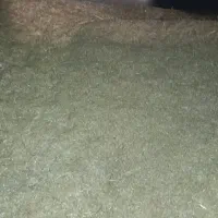 کاه آبی ودیم