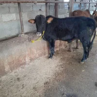 گاو و گوساله جنس درجه یک