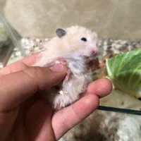 همستر ،خرگوش|موش و خرگوش|گنبد کاووس, |دیوار