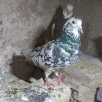 پرنده هفرنگ گمشده|پرنده|سبزوار, غرب نیروگاه|دیوار