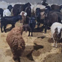 فروش بره و بزغاله|حیوانات مزرعه|کوهدشت, |دیوار